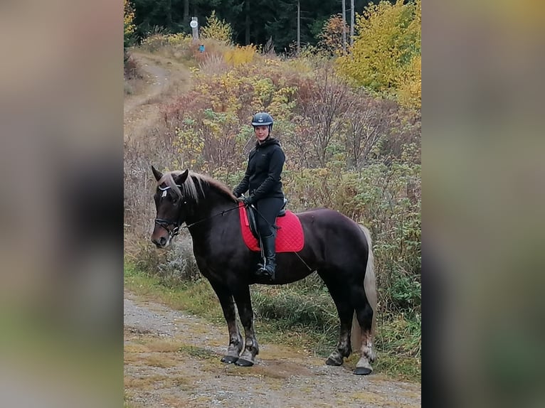 Noriker Merrie 7 Jaar 163 cm Vos in Bretstein