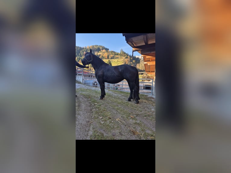 Noriker Merrie 7 Jaar 163 cm Zwart in Rosental