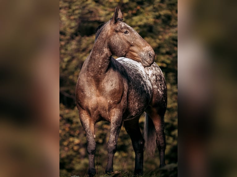 Noriker Merrie 7 Jaar 164 cm Appaloosa in Schwarzach im Pongau