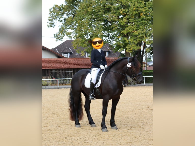 Noriker Merrie 7 Jaar 164 cm Zwart in Vorderberg
