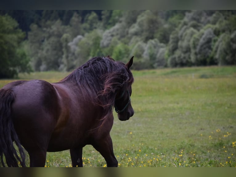 Noriker Merrie 7 Jaar 164 cm Zwart in Vorderberg