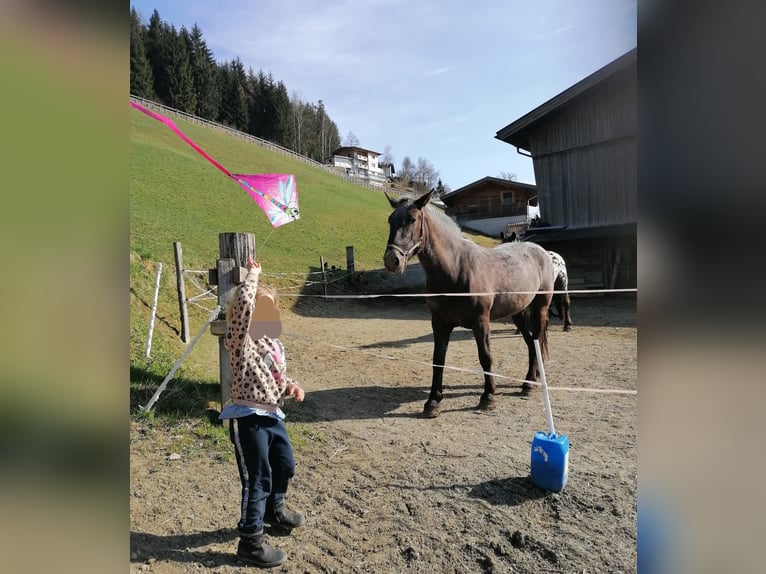 Noriker Merrie 7 Jaar in Küssaberg