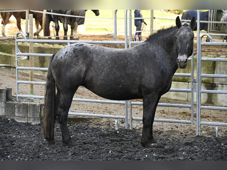 Noriker Merrie 7 Jaar in Küssaberg