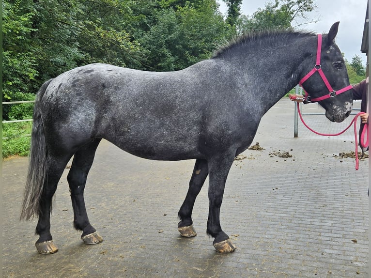 Noriker Merrie 7 Jaar in Küssaberg