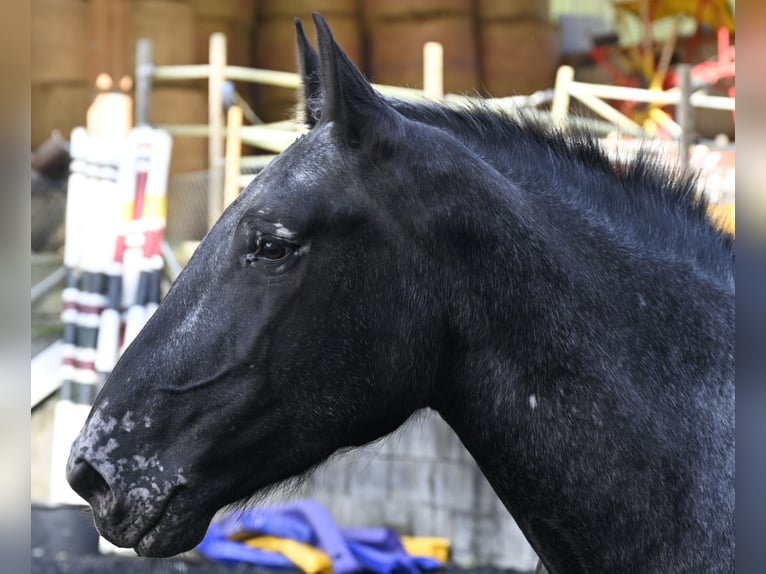 Noriker Merrie 7 Jaar in Küssaberg