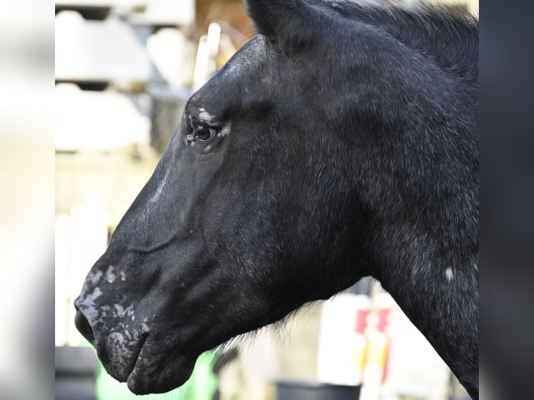 Noriker Merrie 7 Jaar in Küssaberg