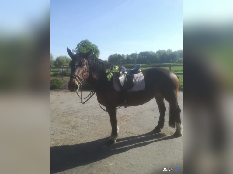 Noriker Merrie 8 Jaar 154 cm Bruin in Nordwalde