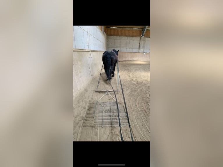 Noriker Merrie 8 Jaar 158 cm Donkerbruin in Altenhof am Hausruck