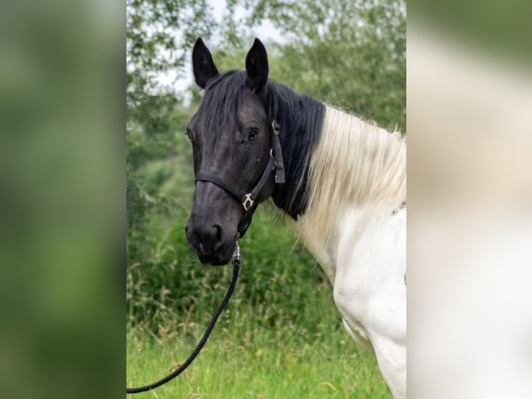 Noriker Merrie 8 Jaar 160 cm Gevlekt-paard in Kraiburg am Inn