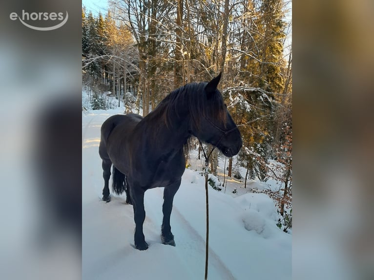 Noriker Merrie 8 Jaar 160 cm Zwart in KLAFFER