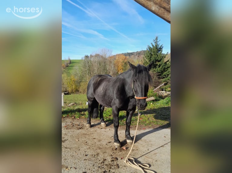Noriker Merrie 8 Jaar 160 cm Zwart in KLAFFER