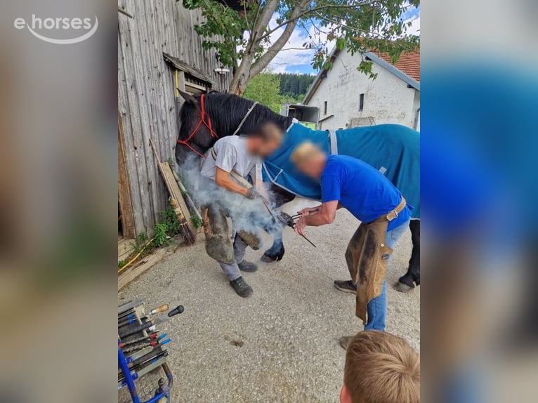 Noriker Merrie 8 Jaar 160 cm Zwart in KLAFFER