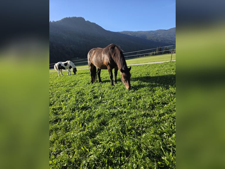 Noriker Merrie 8 Jaar 164 cm Bruin in Mitterhofen
