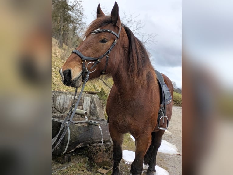 Noriker Merrie 8 Jaar 164 cm Bruin in Texing