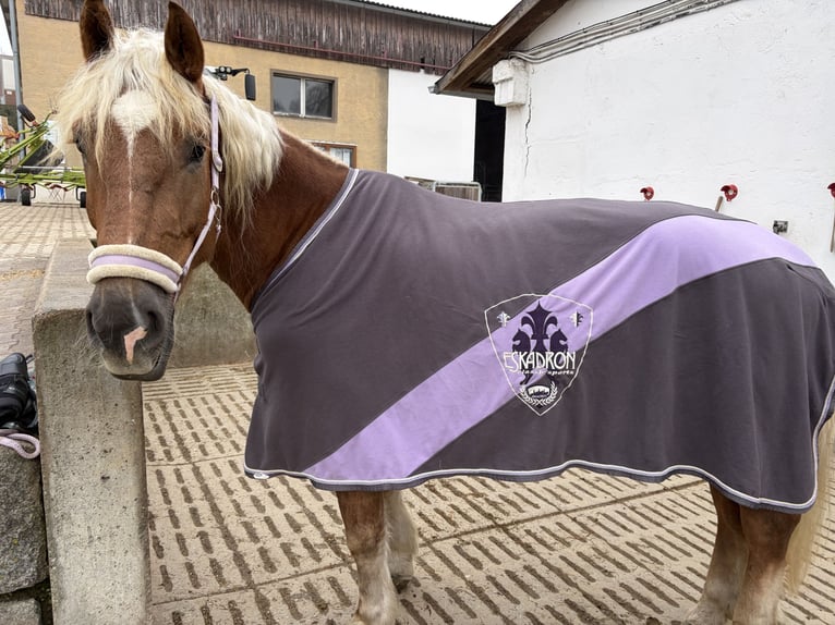 Noriker Merrie 8 Jaar 164 cm Vos in Reichenbach