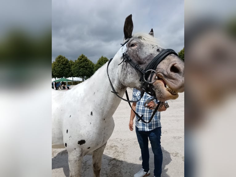 Noriker Merrie 8 Jaar 165 cm Schimmel in St. Peter am Kammersberg