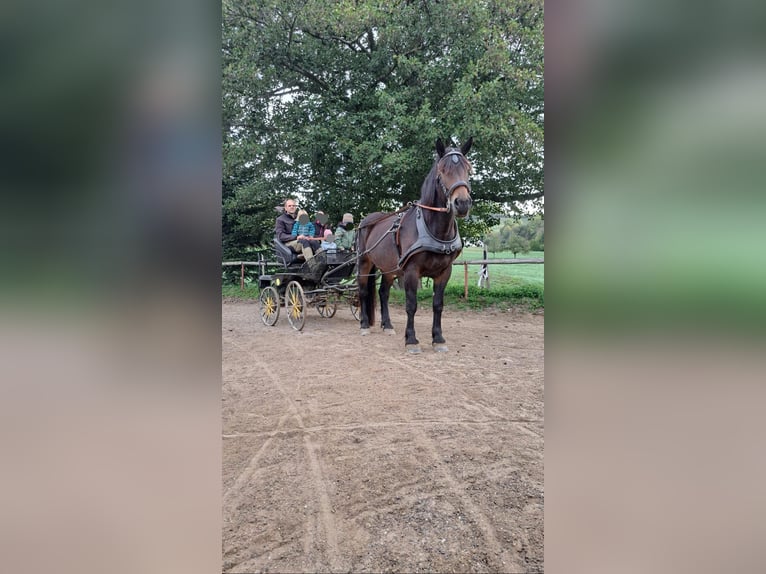 Noriker Merrie 8 Jaar  in Klettgau