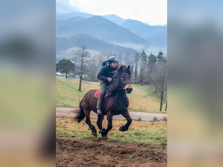 Noriker Merrie 8 Jaar  in Klettgau