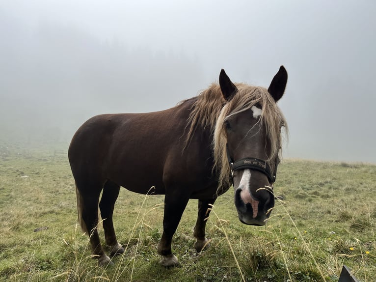 Noriker Merrie 8 Jaar Donkere-vos in Tösens
