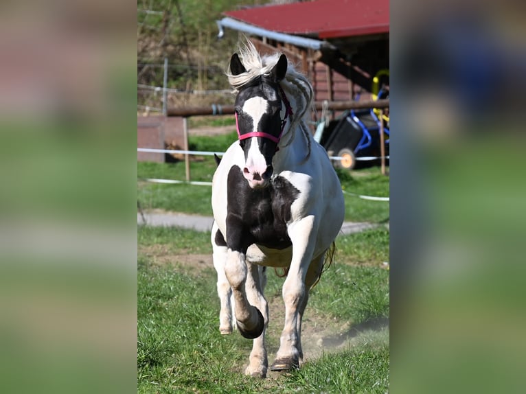 Noriker Merrie 8 Jaar in Klettgau