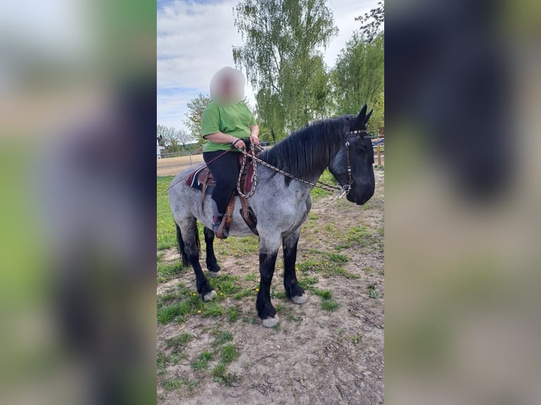 Noriker Merrie 9 Jaar 158 cm Blauwschimmel in Kirchroth