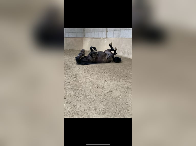 Noriker Merrie 9 Jaar 158 cm Donkerbruin in Altenhof am Hausruck