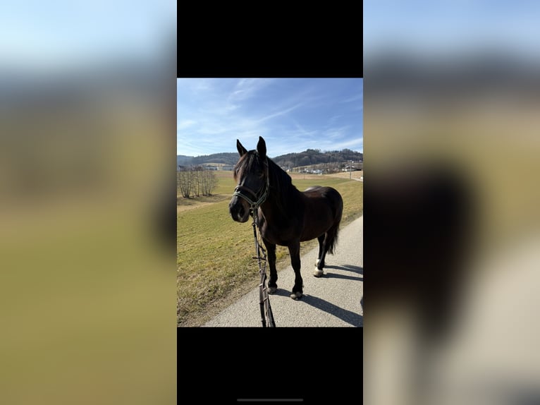 Noriker Merrie 9 Jaar 158 cm Donkerbruin in Altenhof am Hausruck