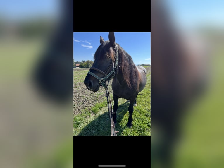Noriker Merrie 9 Jaar 158 cm Donkerbruin in Altenhof am Hausruck