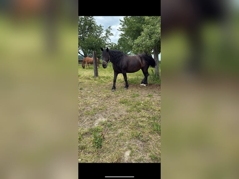 Noriker Merrie 9 Jaar 158 cm Donkerbruin in Altenhof am Hausruck