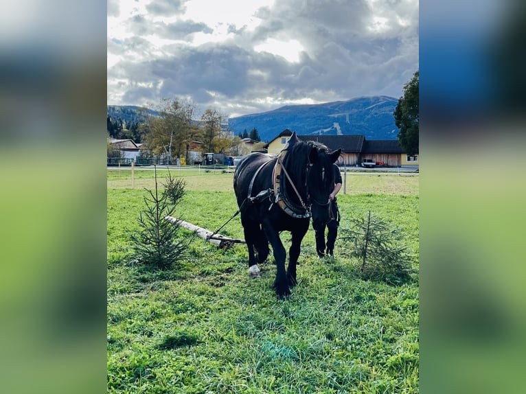 Noriker Merrie 9 Jaar 160 cm Zwart in St.Margarethen im Lungau