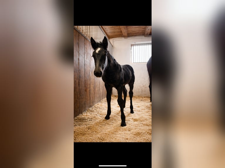 Noriker Merrie 9 Jaar 160 cm Zwart in St.Margarethen im Lungau