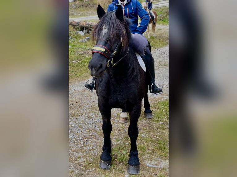 Noriker Merrie 9 Jaar 160 cm Zwart in St.Margarethen im Lungau