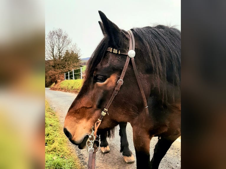 Noriker Merrie 9 Jaar 162 cm Bruin in Witzenhausen