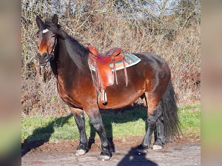 Noriker Merrie 9 Jaar 162 cm Bruin in Witzenhausen