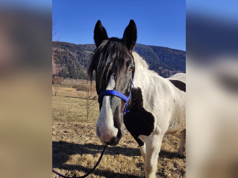 Noriker Merrie 9 Jaar 162 cm Gevlekt-paard in Obergottesfeld