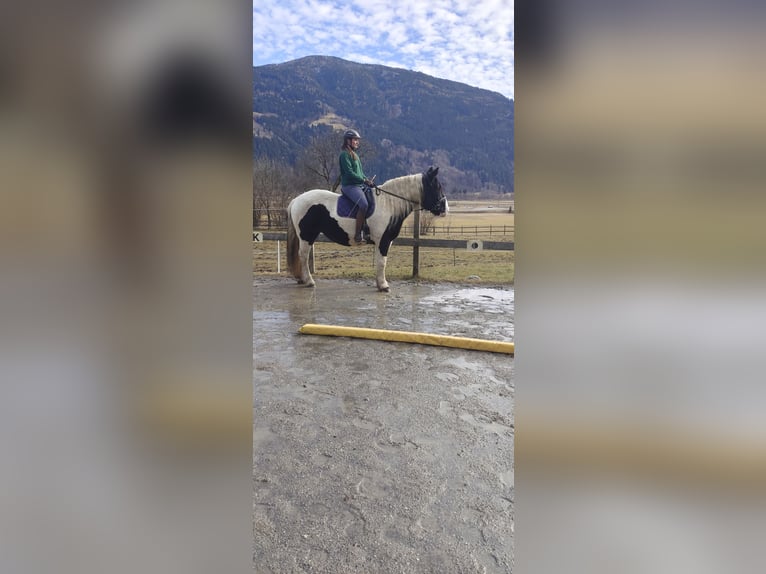 Noriker Merrie 9 Jaar 162 cm Gevlekt-paard in Obergottesfeld