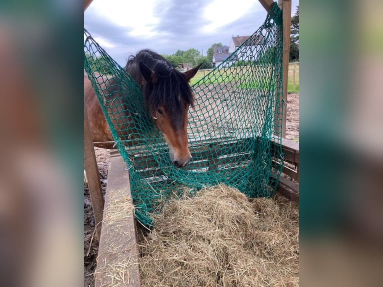 Noriker Merrie 9 Jaar 163 cm Bruin in Viersen