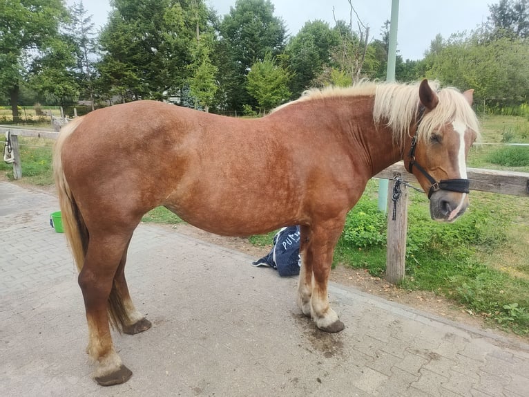Noriker Merrie 9 Jaar 166 cm Vos in G&#xFC;tersloh