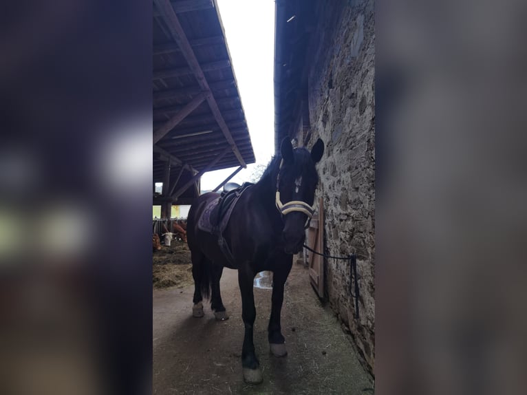 Noriker Merrie 9 Jaar 167 cm Zwart in Ertl