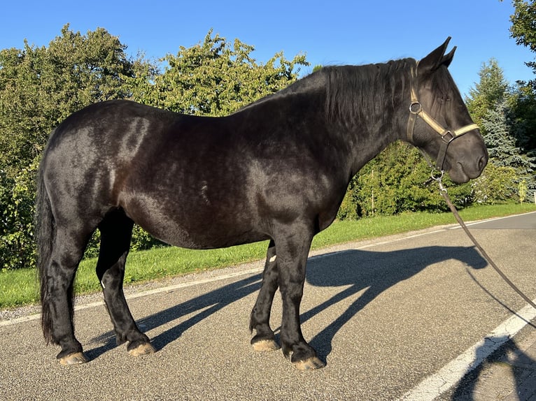Noriker Merrie 9 Jaar 172 cm Zwart in Sulz am Neckar