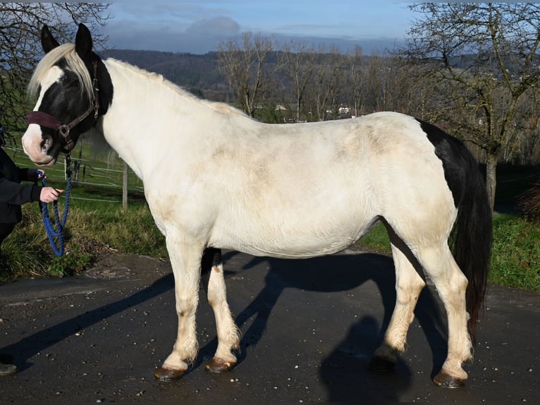Noriker Merrie 9 Jaar in Klettgau
