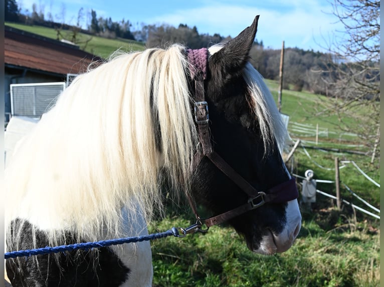 Noriker Merrie 9 Jaar in Klettgau