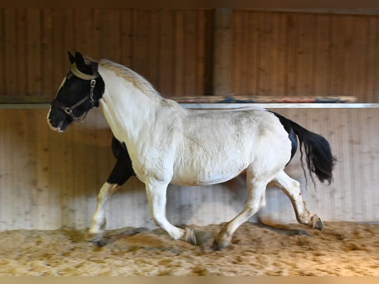 Noriker Merrie 9 Jaar in Klettgau