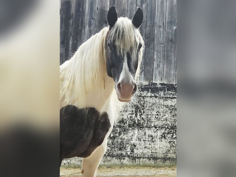 Noriker Merrie 9 Jaar  in Klettgau-Bühl