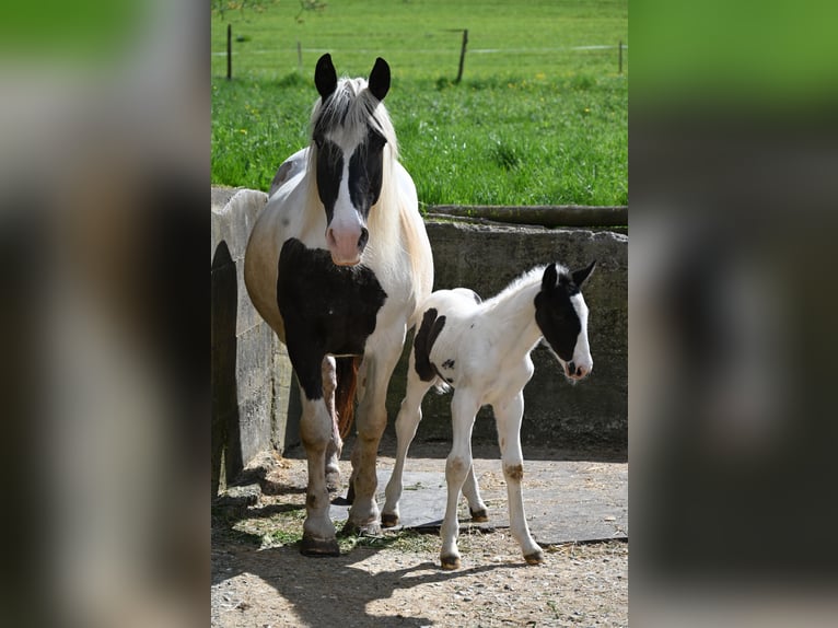 Noriker Merrie 9 Jaar  in Klettgau-Bühl