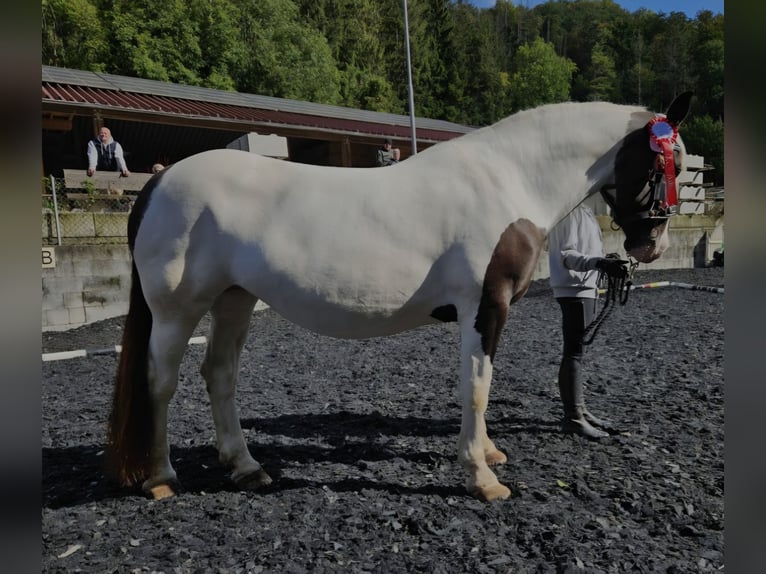 Noriker Merrie 9 Jaar  in Klettgau-Bühl