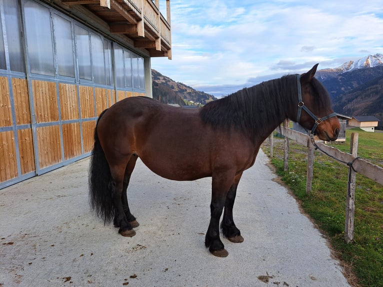 Noriker Merrie 9 Jaar in Obertilliach