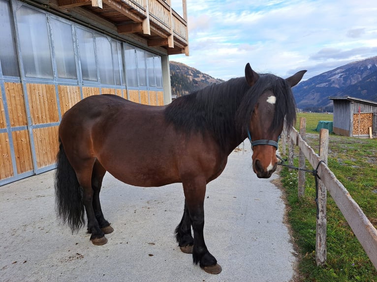 Noriker Merrie 9 Jaar in Obertilliach