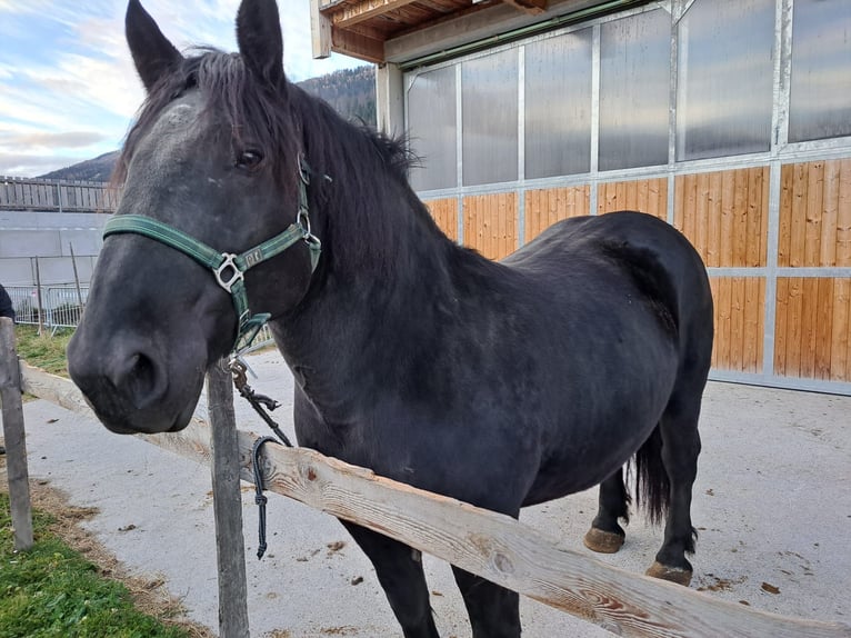 Noriker Merrie 9 Jaar in Obertilliach