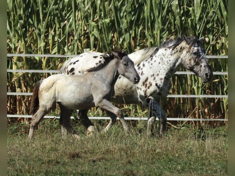 Noriker Merrie veulen (05/2024) 160 cm Appaloosa in Waldshut-Tiengen